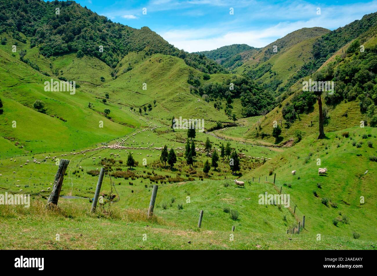 Pecore in campagna di laminazione sulla fattoria, Matawai, Gisborne Regione, Isola del nord, Nuova Zelanda Foto Stock