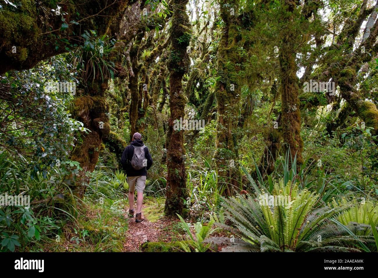 Foreste vergini a piedi sotto il Monte taranaki con epifite, Egmont National Park, vicino a Stratford, costa ovest dell'Isola del nord, Nuova Zelanda Foto Stock