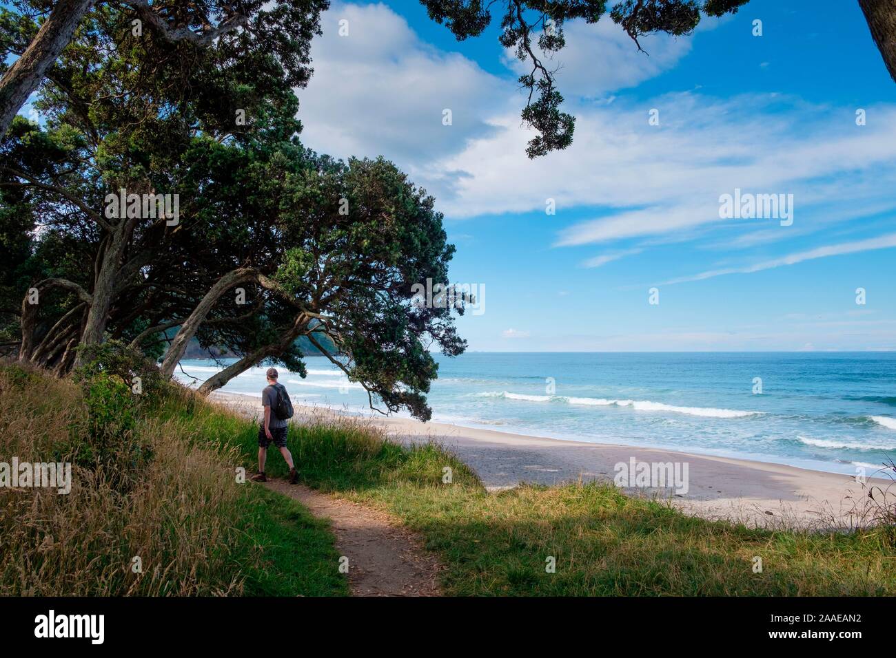 Escursionista sul sentiero in Orokawa riserva paesaggistica, Waihi Beach, Baia di Planty, Isola del nord, Nuova Zelanda Foto Stock