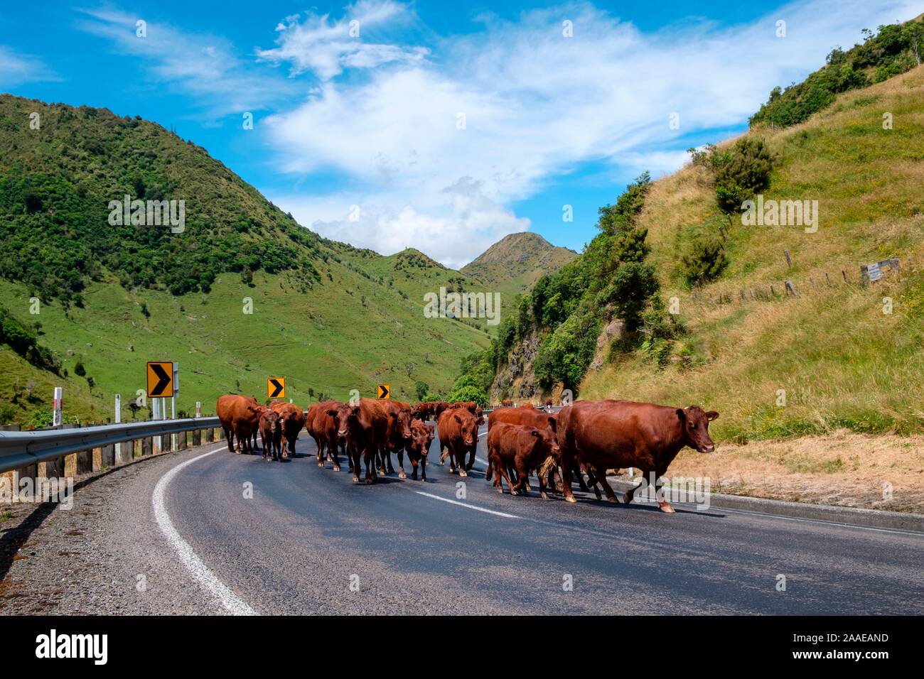 Autostrada 2 con il bestiame e traffico, Matawai, Gisborne Regione, Isola del nord, Nuova Zelanda Foto Stock