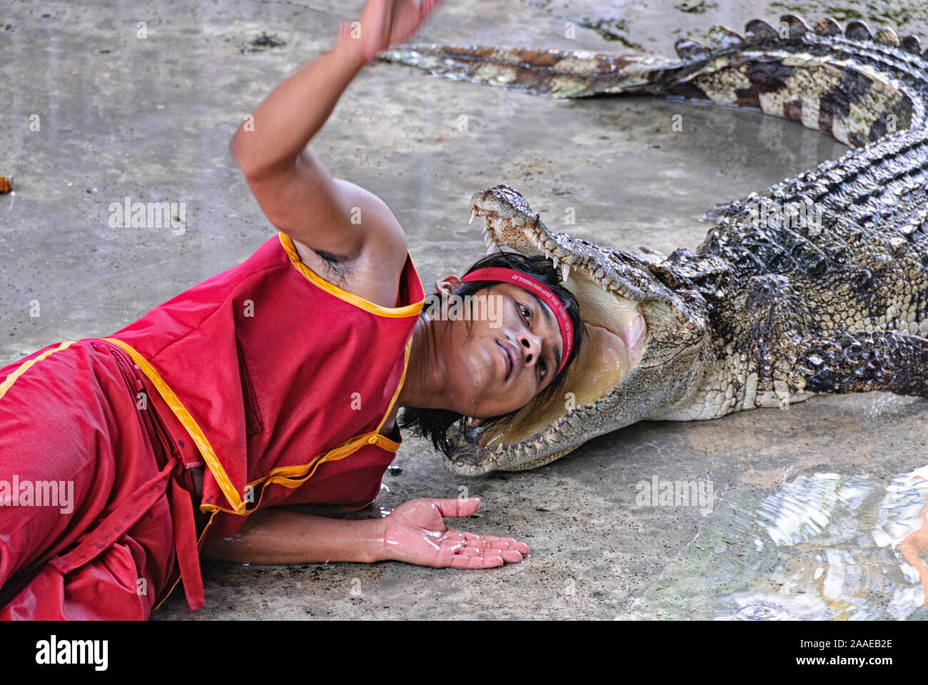 Spettacolo di coccodrilli presso la Samut prakan Crocodile Farm, vicino alla città di Samut Prakan. Thailandia Foto Stock