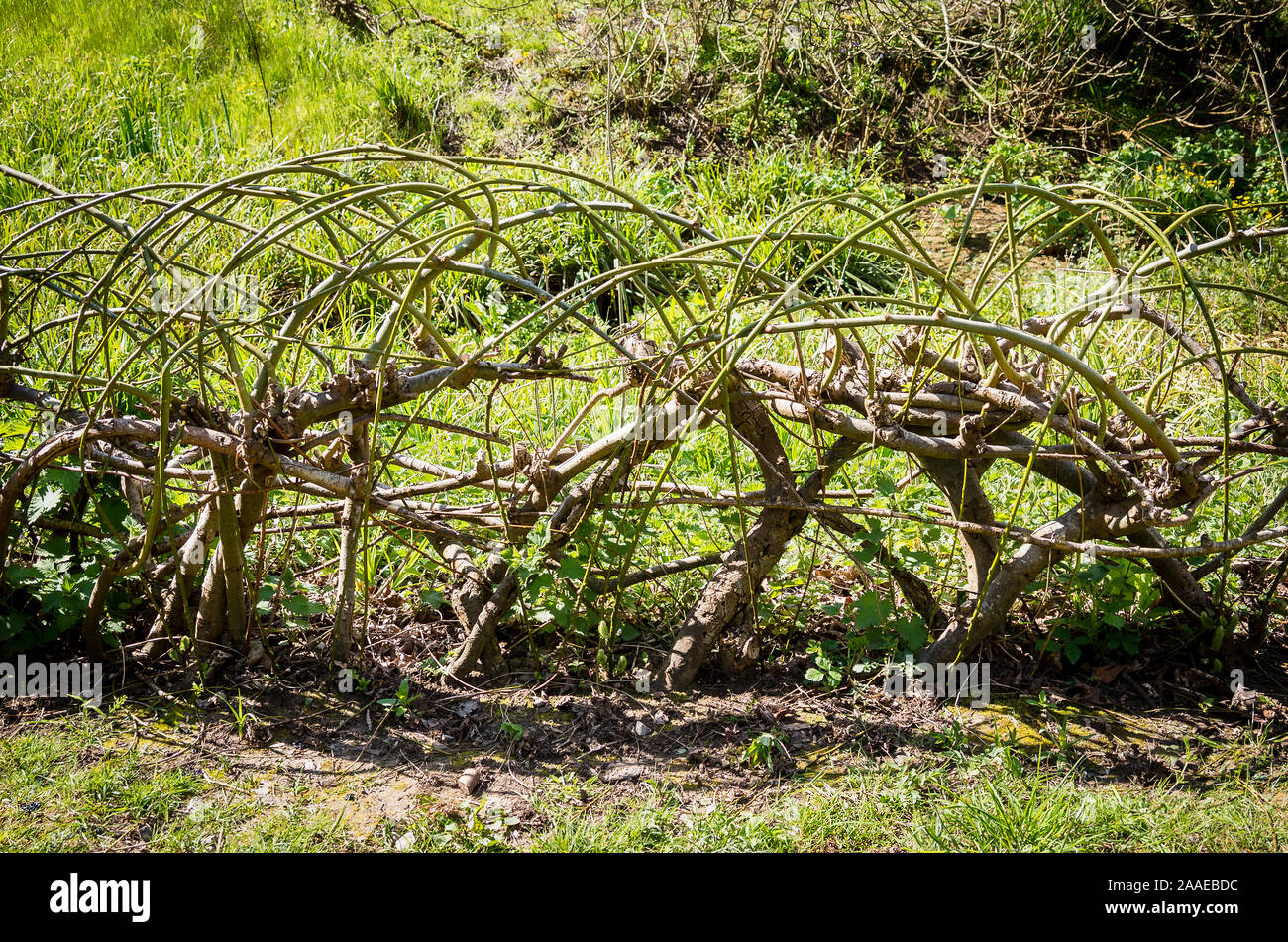 Un insolito bassa siepe formata mediante la formazione di willow in piccoli cerchi di dare un giovane decidui hedge nuovo carattere Foto Stock