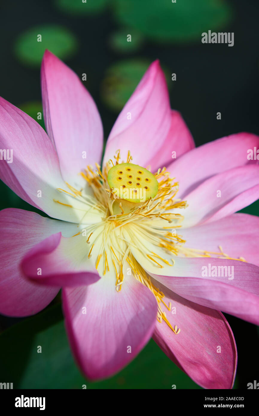 Immagine ravvicinata di un bel colore rosa fiore di loto. Foto Stock