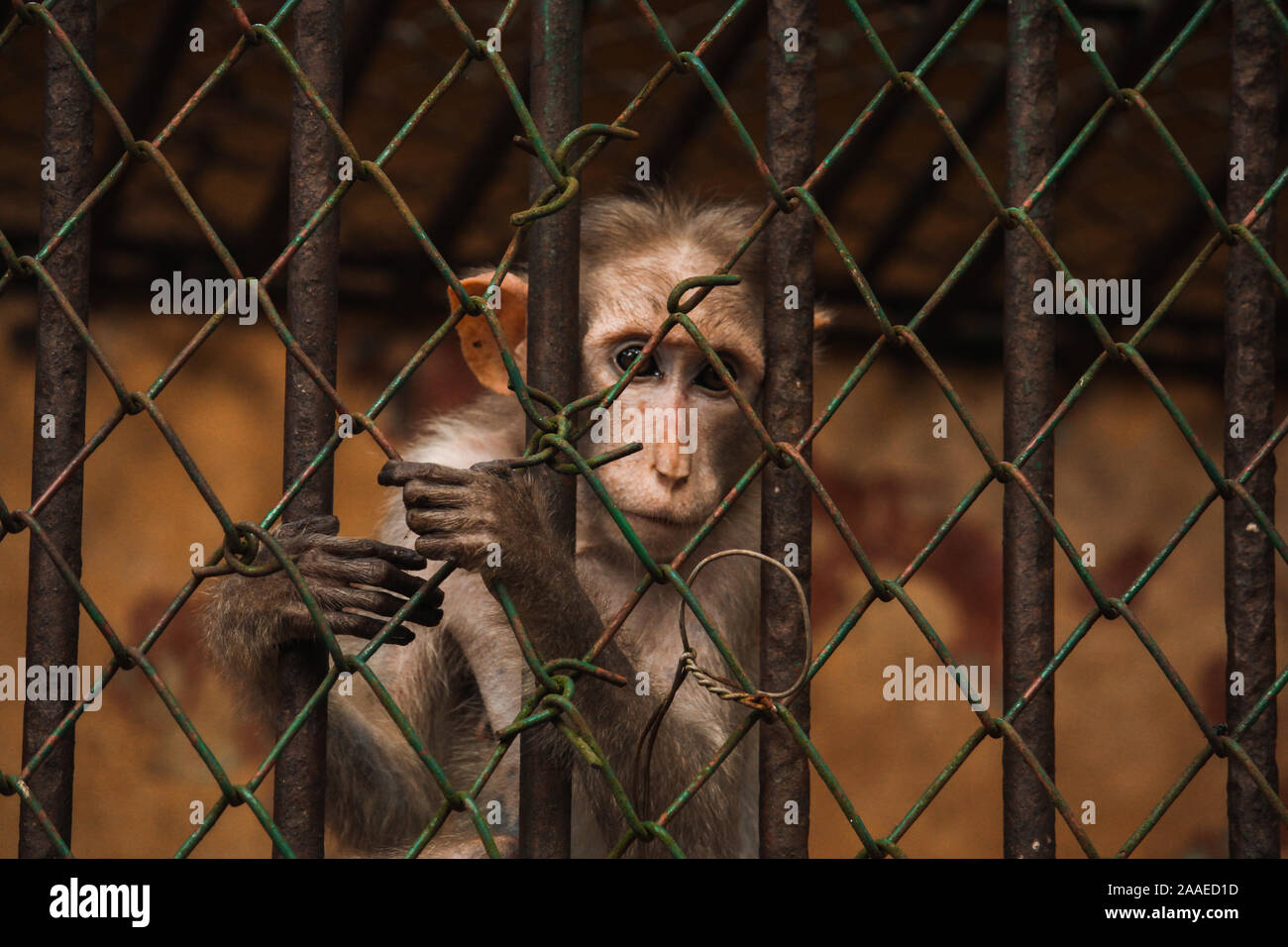 Triste piccola scimmia in gabbia Foto Stock
