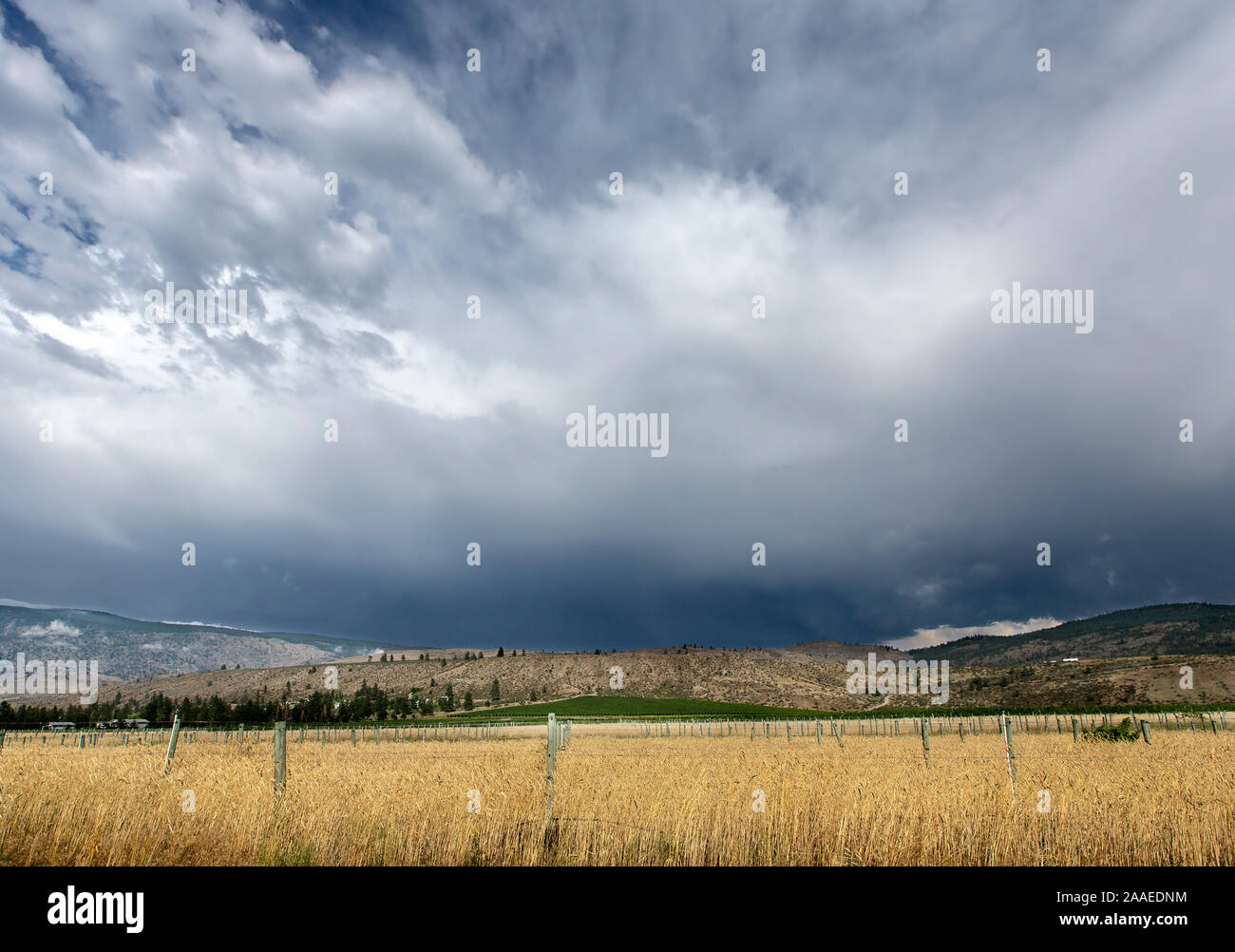 Drammatica la formazione di nubi sulle montagne, win cantieri, e giallo campo di coltivazione in Oliver, British Columbia, Canada Foto Stock