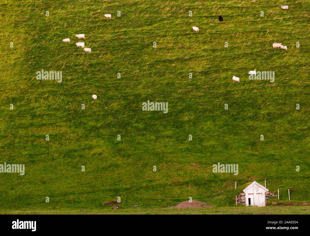 Pecore al pascolo sulle colline e costruito in un capannone Islanda Foto Stock