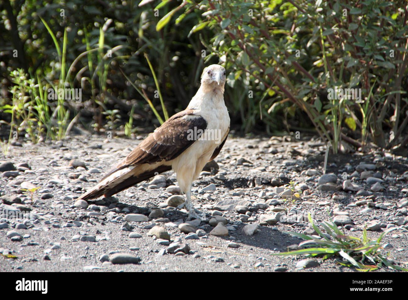 Falchi in Costa Rica la natura Foto Stock