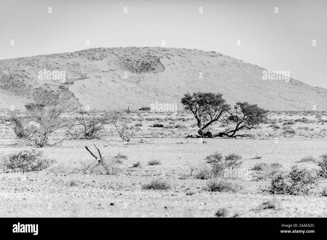 Paesaggio della Namibia, Africa Foto Stock