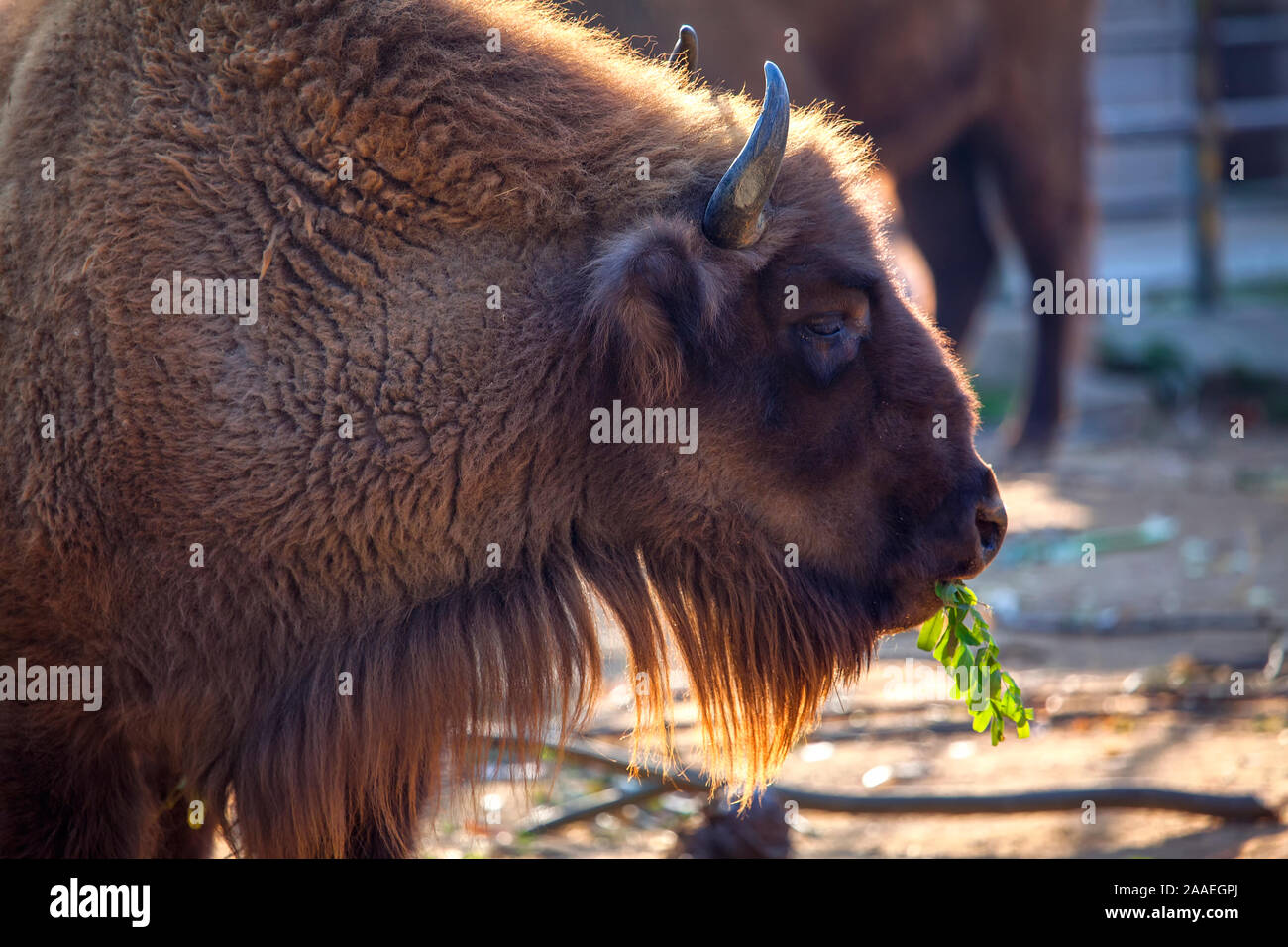 Ritratto di potente e orgoglioso bison Foto Stock Ritratto di potente e orgoglioso bison Foto Stock