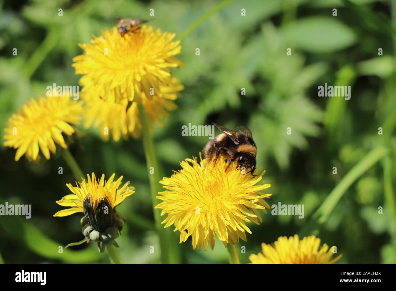 Bumblebee su un fiore di tarassaco natura Foto Stock