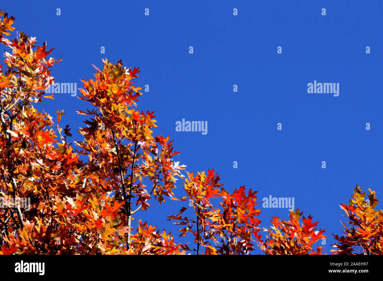 Perno albero di quercia rami con colorate Foglie di autunno si stagliano contro un cielo blu. Foto Stock