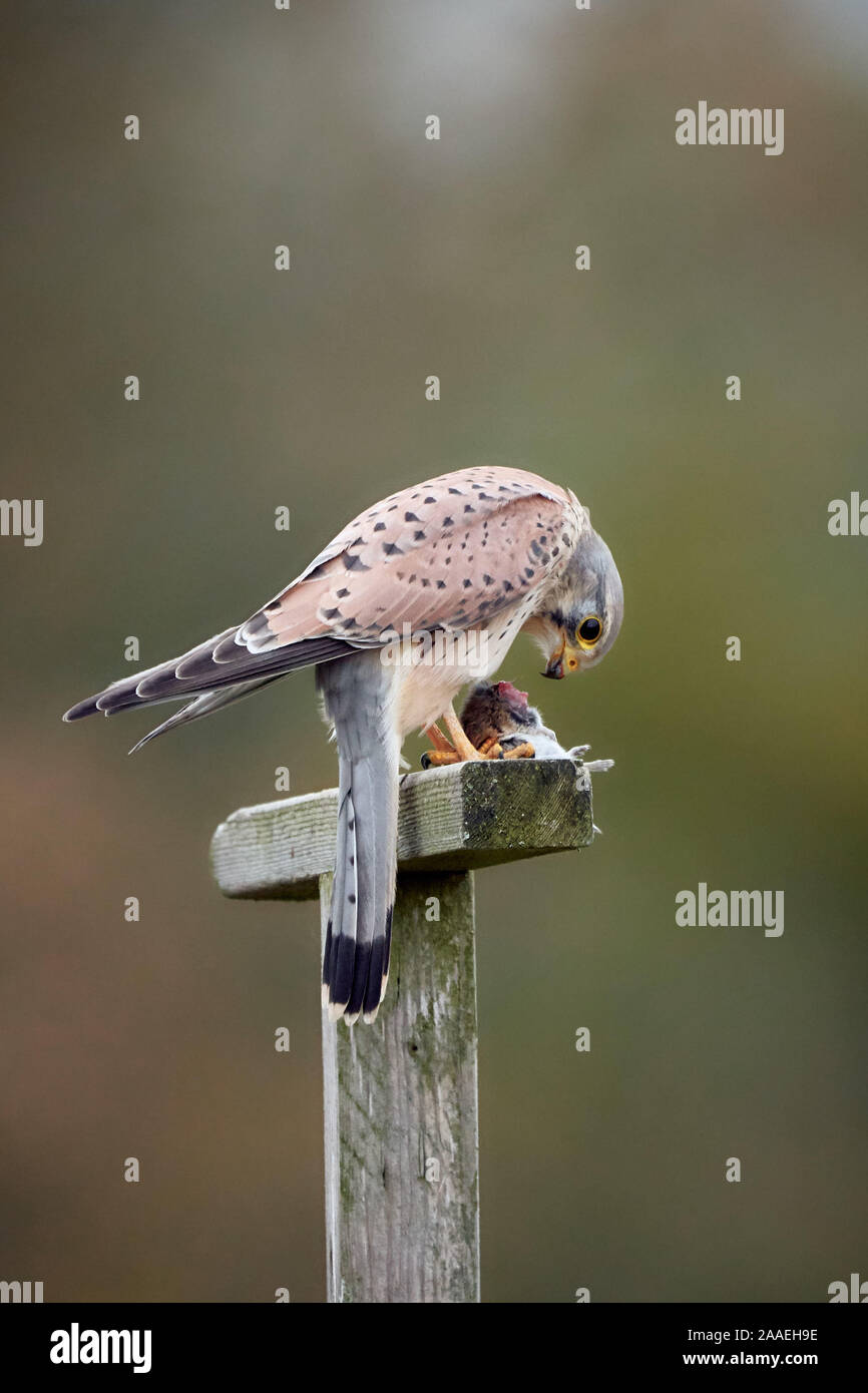 Comune di gheppio (Falco tinnunculus) su un palo di legno in natura di mangiare un mouse Foto Stock