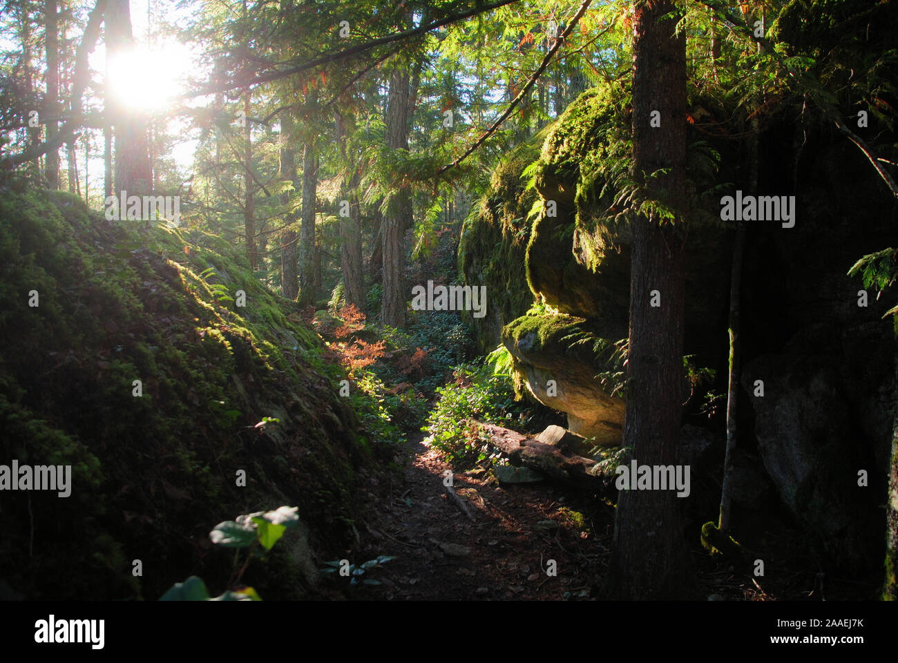 Il sole del mattino illumina il verde lussureggiante foresta pluviale temperata, pieno di muschi e licheni che coprono le rocce e un rosso western cedar su un sentiero escursionistico Foto Stock