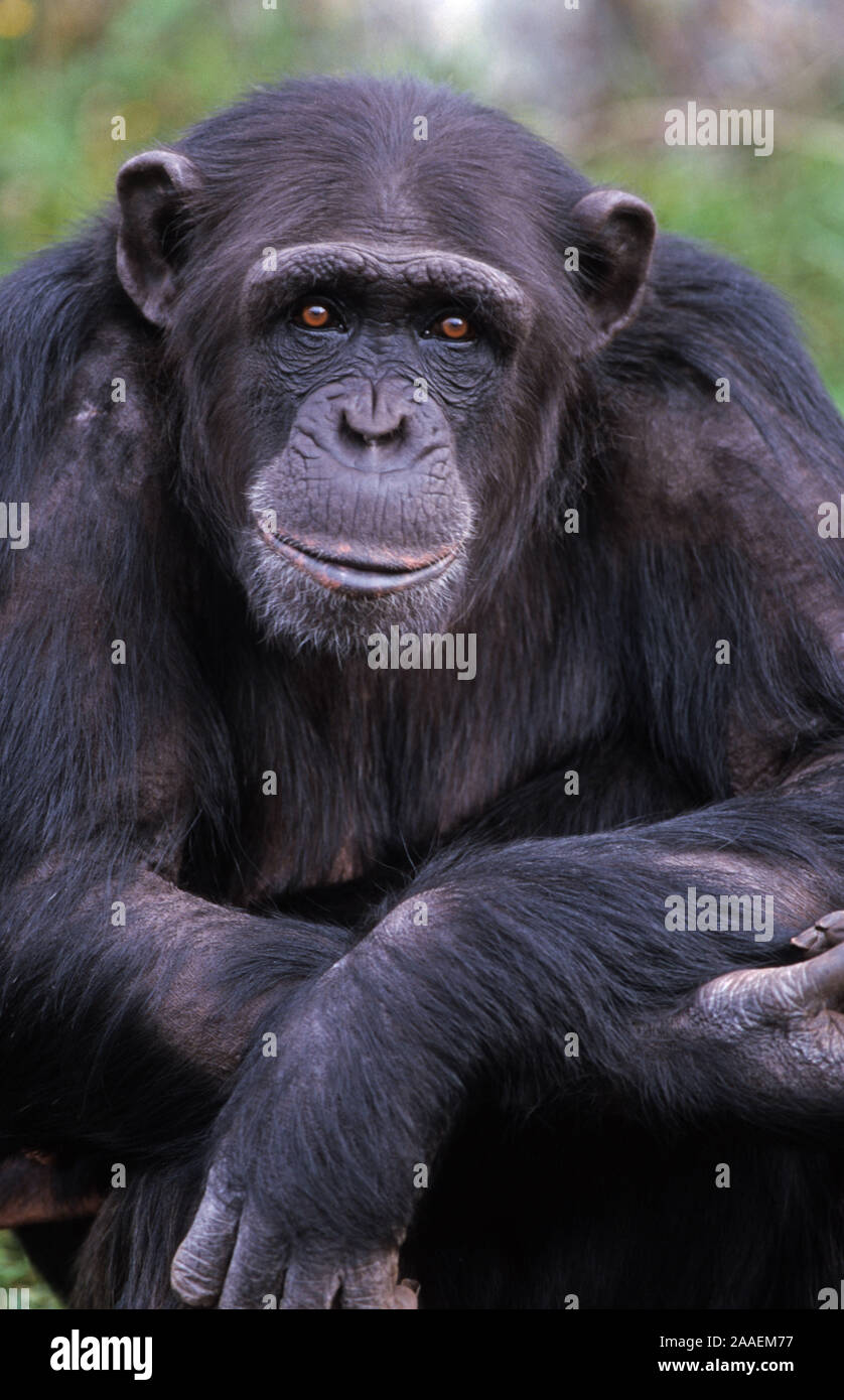 Schimpanse (Pan troglodytes) Foto Stock
