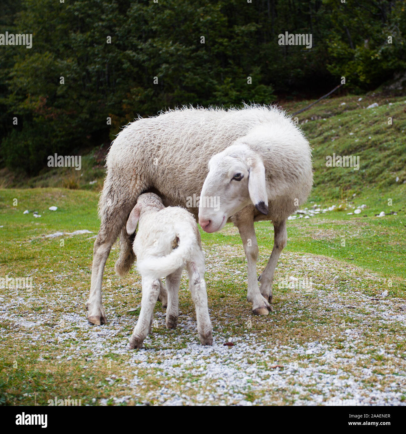 Una pecora e di un agnello lattante Foto Stock