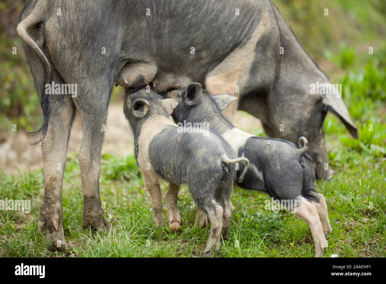 2 suinetti e madre (Cinta Senese) Foto Stock