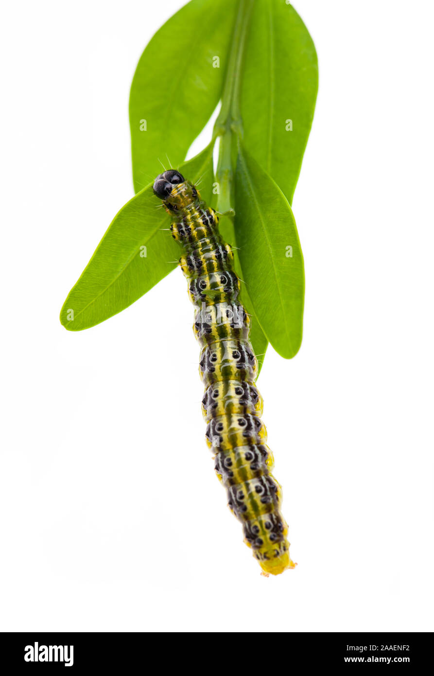 (Cydalima perspectalis) caterpillar della falena di legno di bosso con fogli di legno di bosso Foto Stock