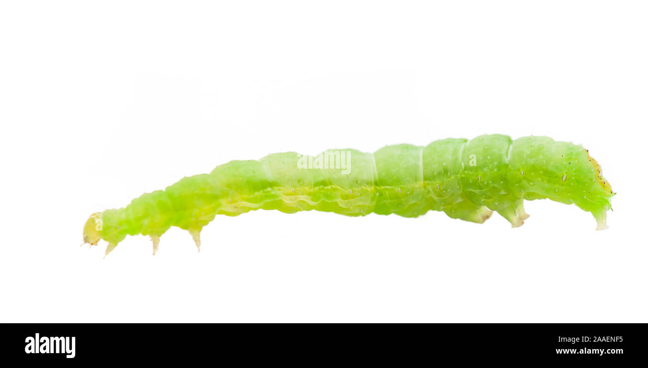 Caterpillar verdi su sfondo bianco Foto Stock