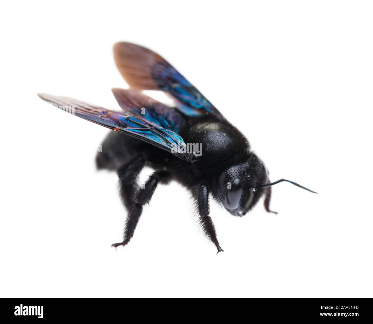 Blue Carpenter Bee (Xylocopa violacea) isolati su sfondo bianco Foto Stock