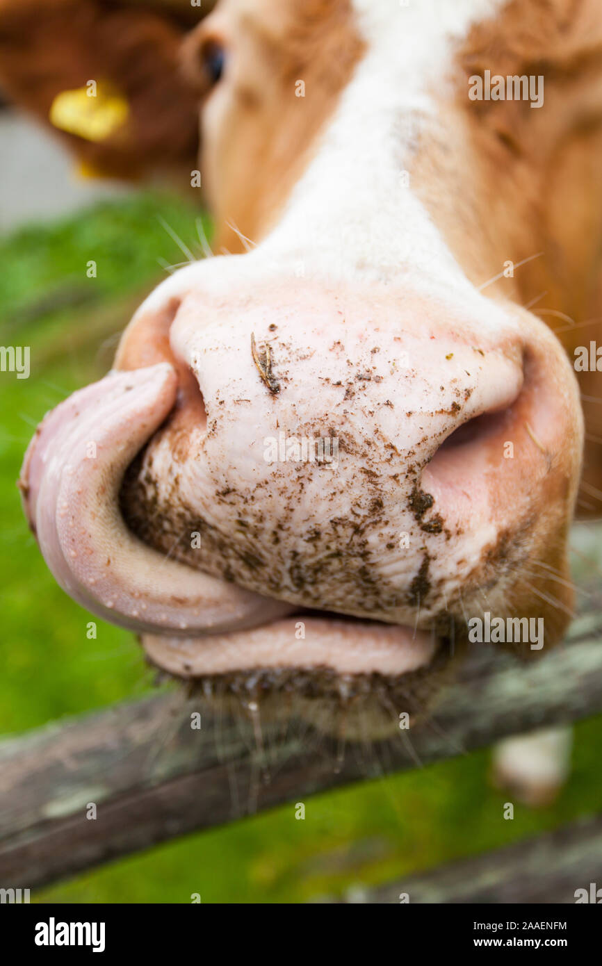Appetito simbolico: Mucca leccare il suo naso Foto Stock