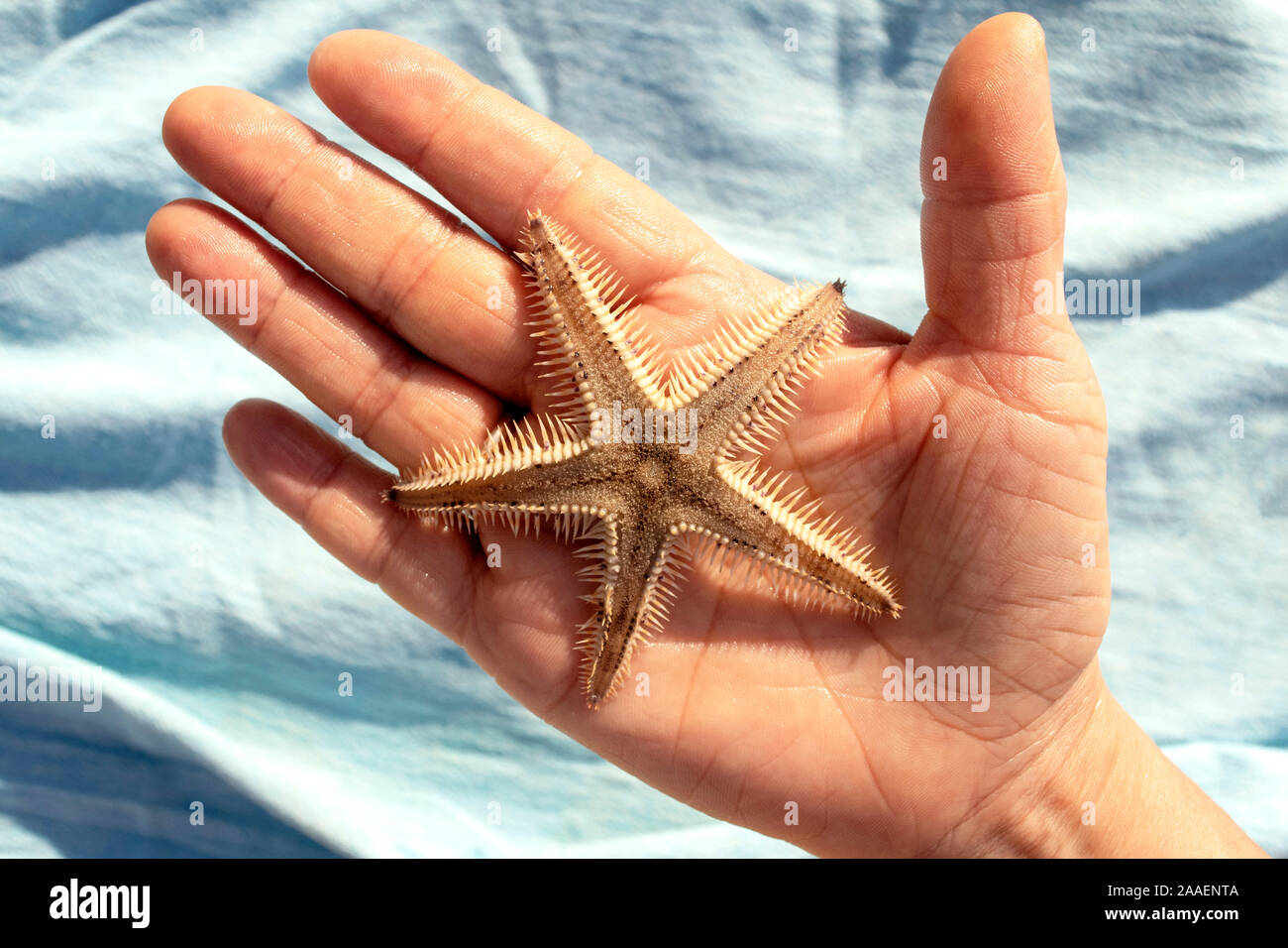 Bellissimo il beige naturale stella di mare sul lato femmina. Real stelle marine. Vista superiore Foto Stock