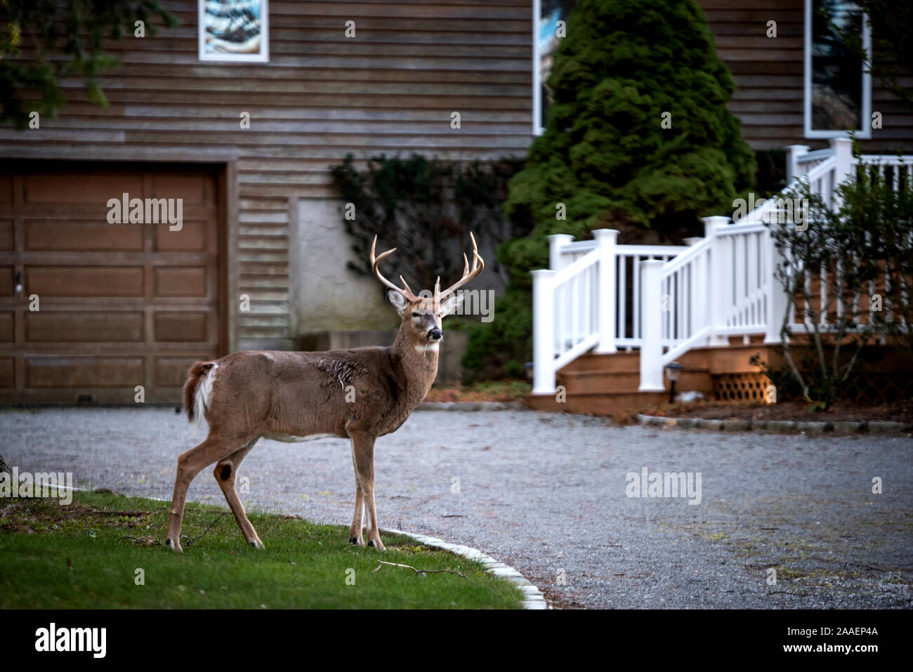 Free-roaming cervi in Southold, Long Island, New York Foto Stock