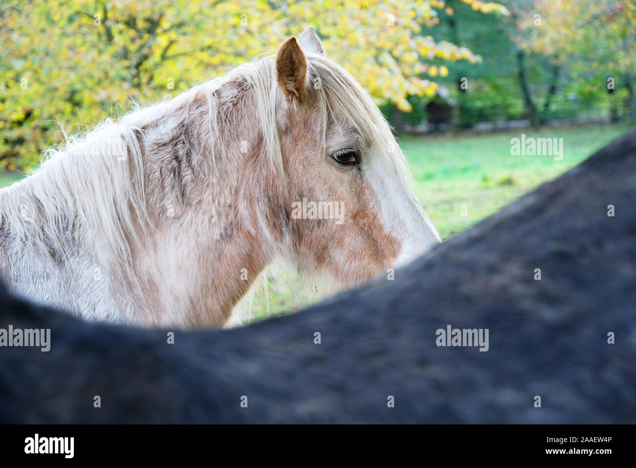 Close-up di un pony testa - Giovanni Gollop Foto Stock