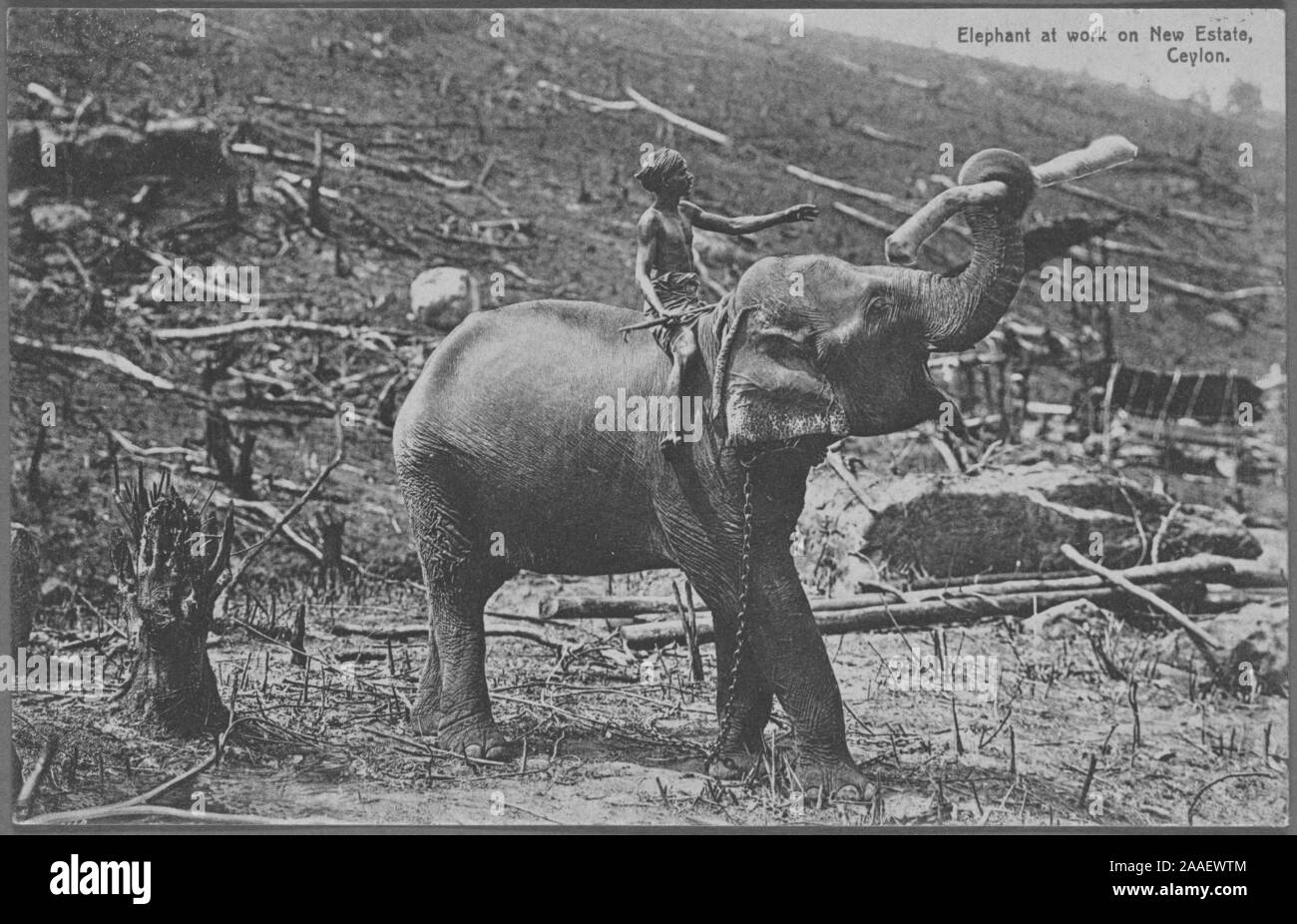 Cartolina inciso di un lavoratore cavalcare un elefante che trasportano una succursale nel suo brosmio, Colombo, Sri Lanka (ex Ceylon), pubblicato da A.W.A. Piastra e Co, 1912. Dalla Biblioteca Pubblica di New York. () Foto Stock