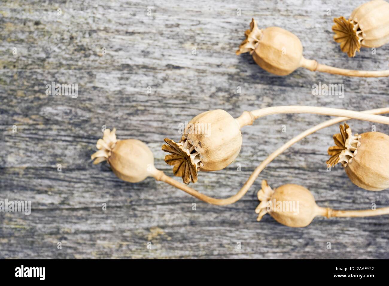 Close-up di estratto secco di semi di papavero baccello su legno stagionato sfondo con copia spazio. Foto Stock