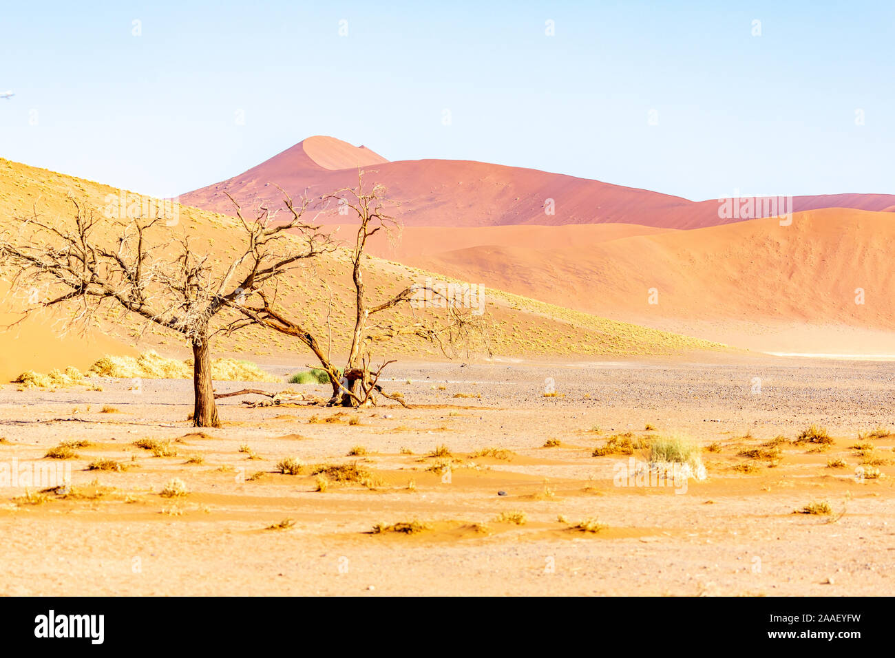 Dune di sabbia rossa in Deadvlei, Sossusvlei, Namib-Naukluft National Park, Namibia, Africa Foto Stock