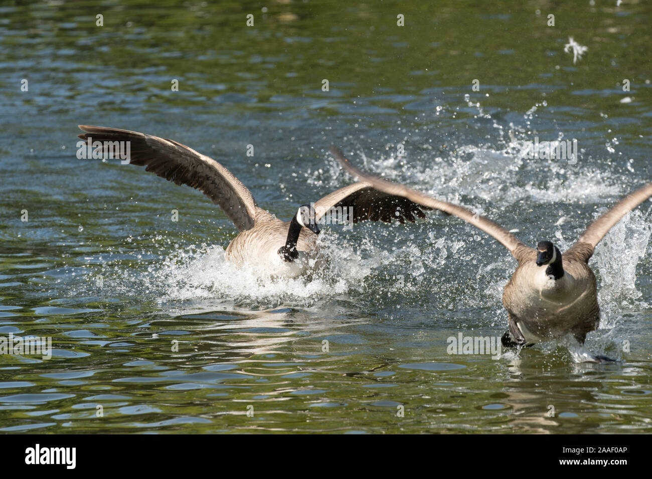 Due oche canadesi che volano su un lago al Roundhay Park, Leeds, West Yorkshire, Inghilterra, Regno Unito. Foto Stock