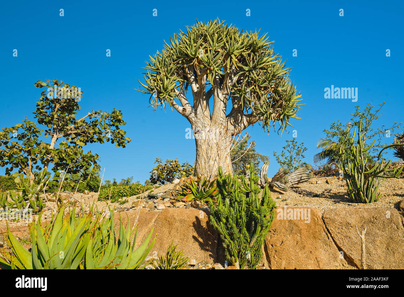 Giardino tropicale di alberi. Re Quiver tree, o Aloe pillansii, una delle più rare piante in tutto il mondo Foto Stock