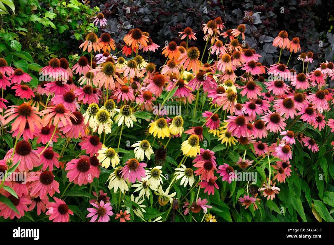 Giardino con rosa arancione e giallo Echinacea Coneflowers in Hendrie Park Royal Botanical Gardens Burlignton Canada Foto Stock