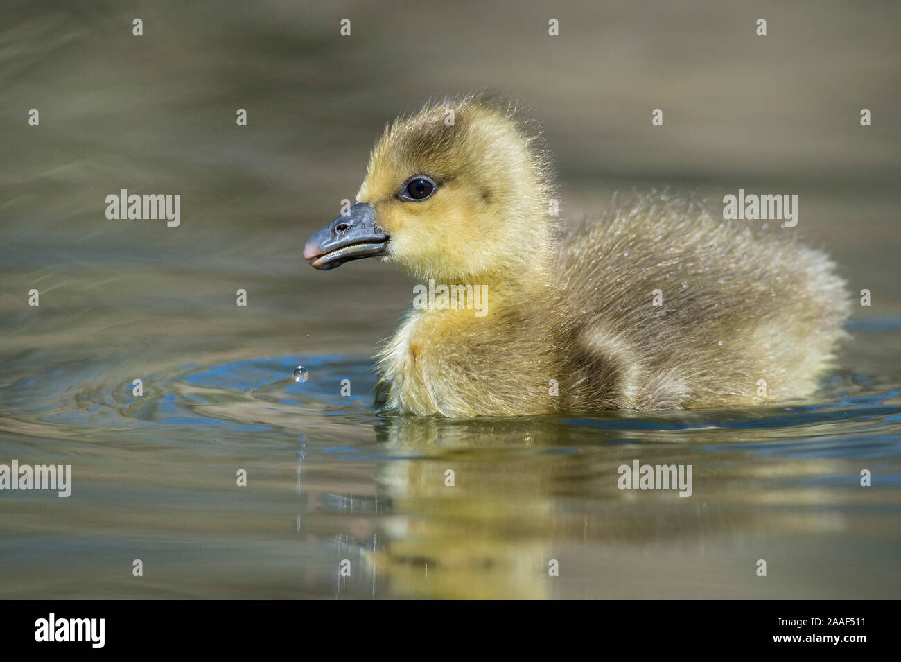 Goessel, Kueken, Graugans, Anser anser Foto Stock