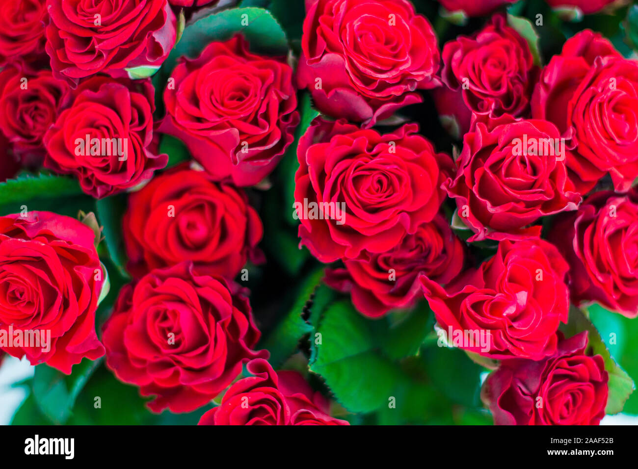 Rose rosse pattern Foto Stock