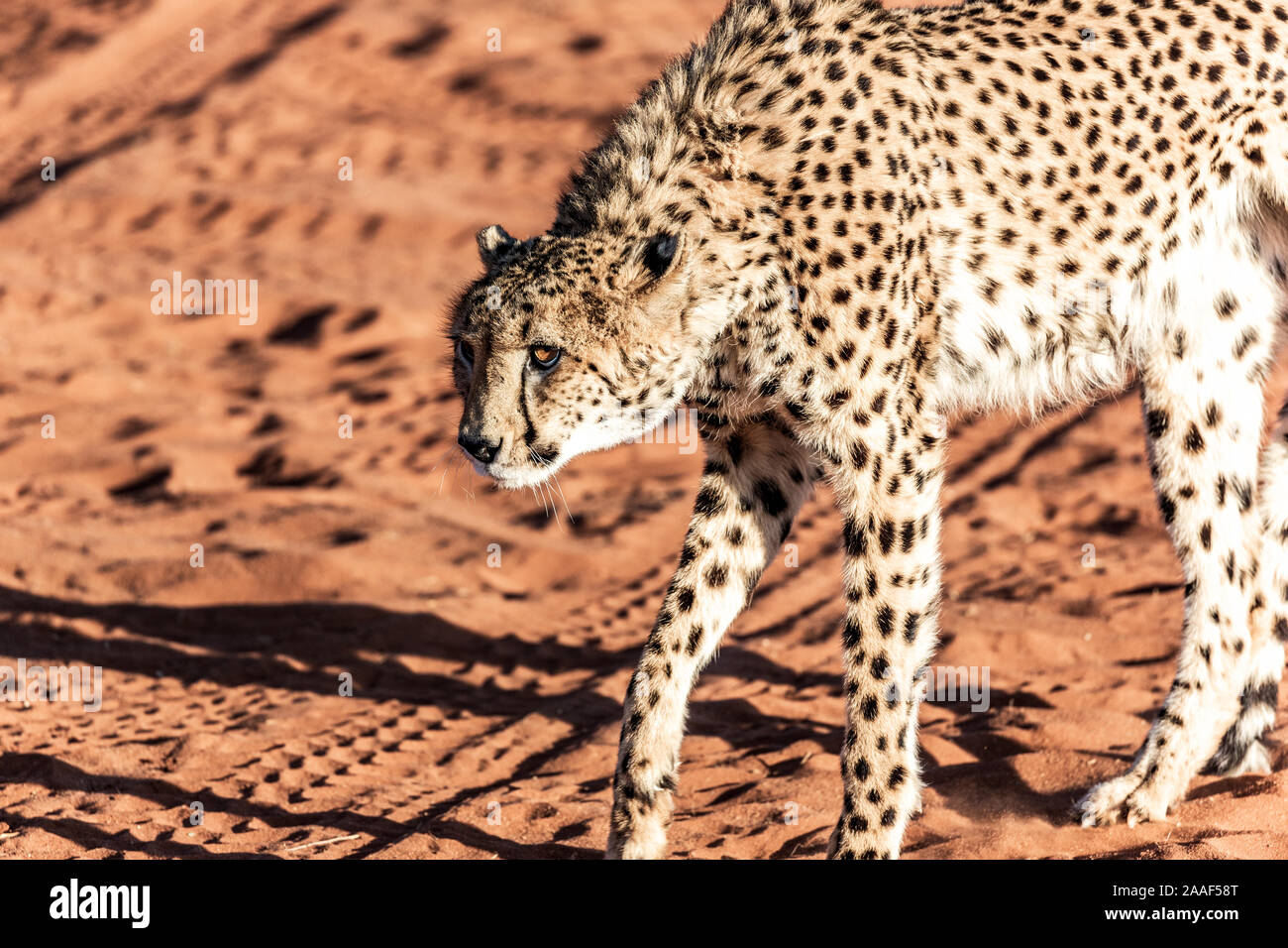 Cheetah nel deserto del Kalahari, Namibia, Africa Foto Stock