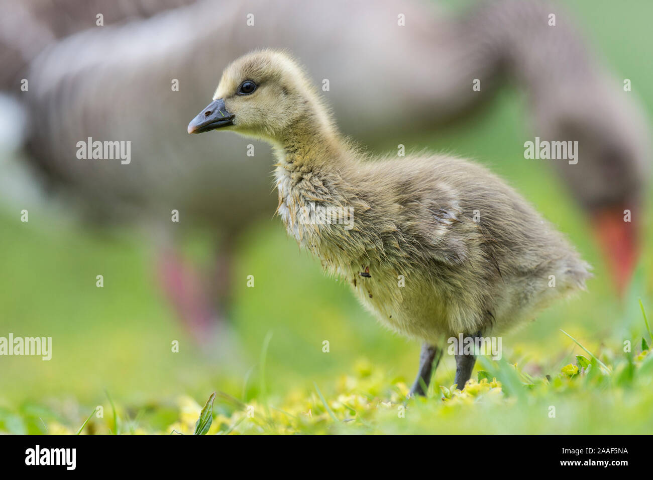 Graugans, Kueken, Anser anser, Foto Stock