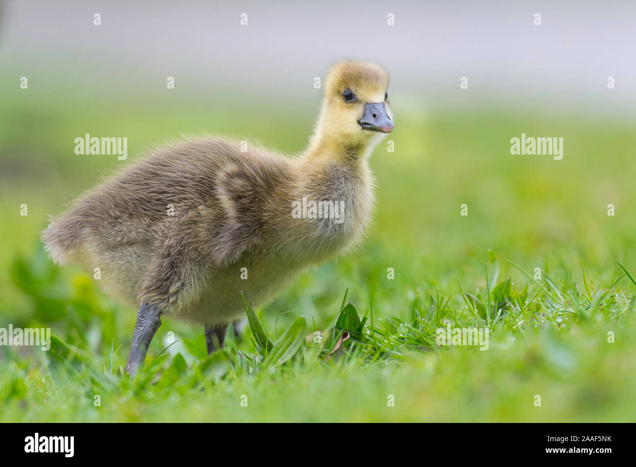 Graugans, Kueken, Anser anser, Foto Stock