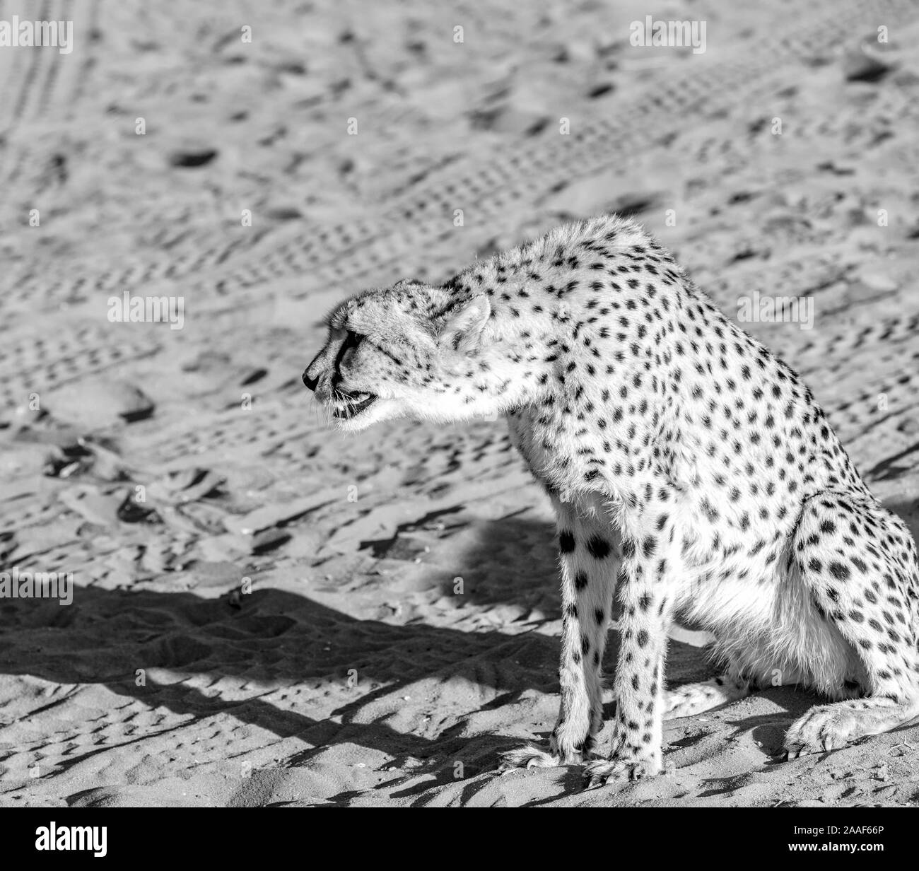 Cheetah nel deserto del Kalahari, Namibia, Africa Foto Stock