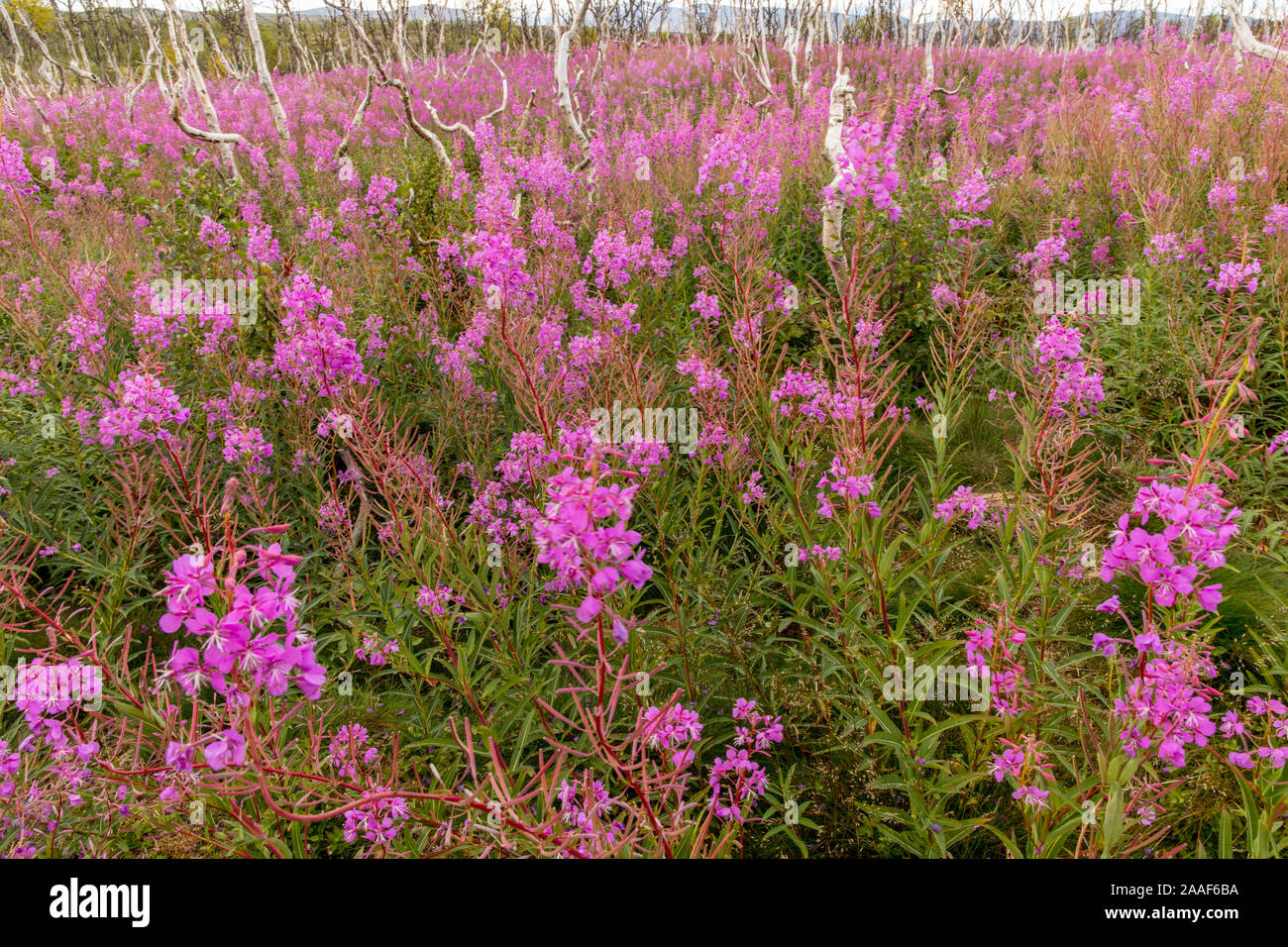 Fireweed im Abisko Nationalpark Foto Stock