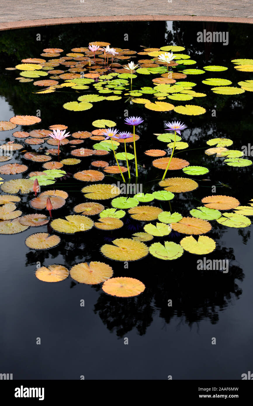 Luminose foating lotus le foglie e i fiori sul pool di scuro a Hendrie Park Royal Botanical Gardens Burlington Ontario Canada Foto Stock