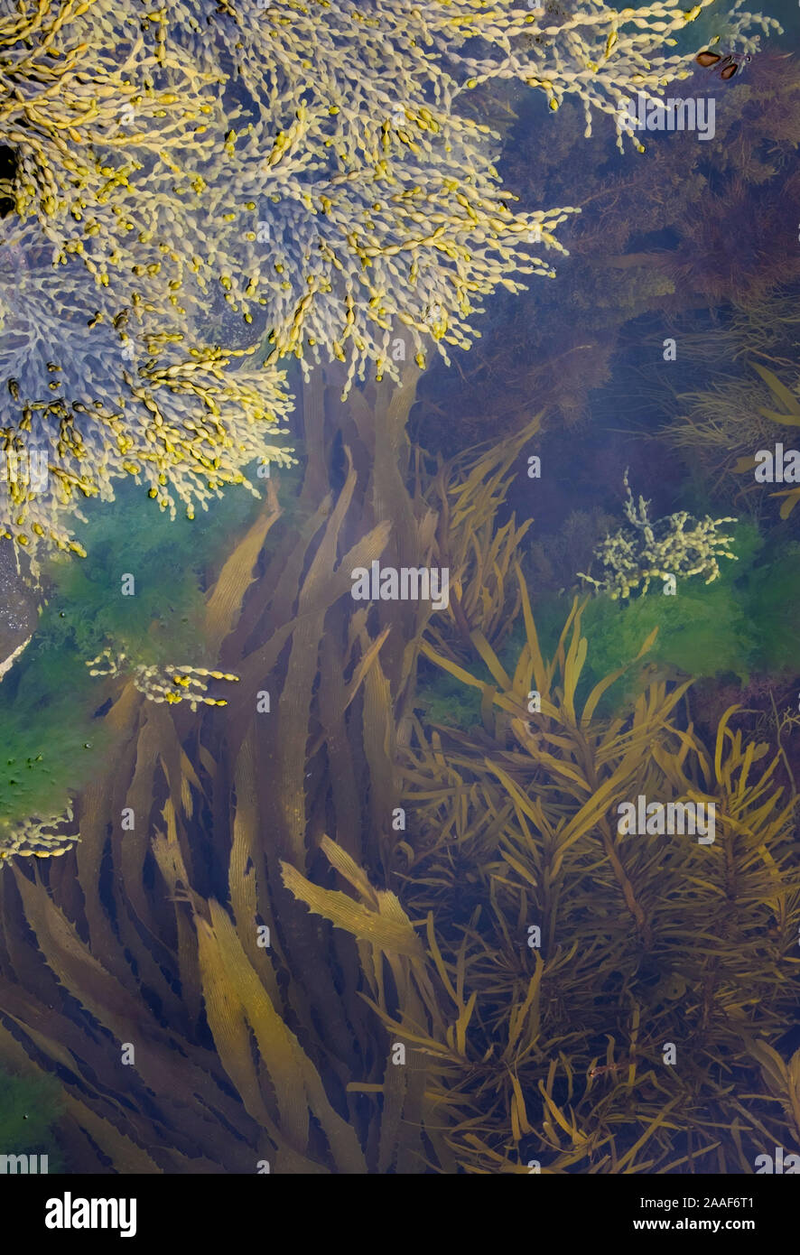 Kelp in rock pool abstract Foto Stock