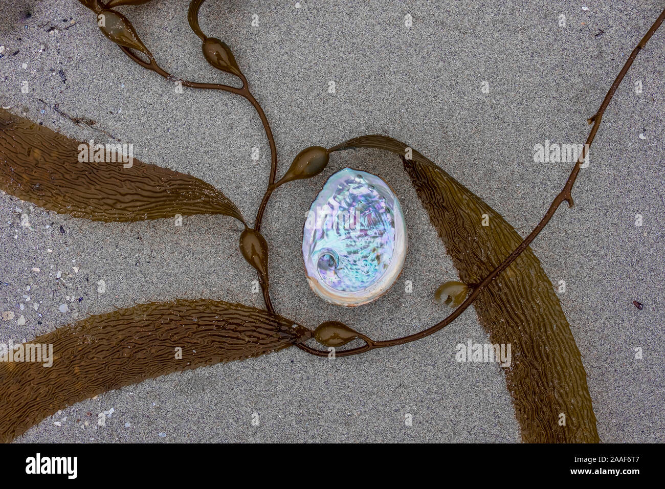 Abalone e kelp design naturale Foto Stock