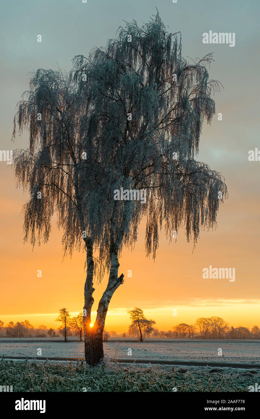 Birke im Winter vor Sonnenuntergang Foto Stock