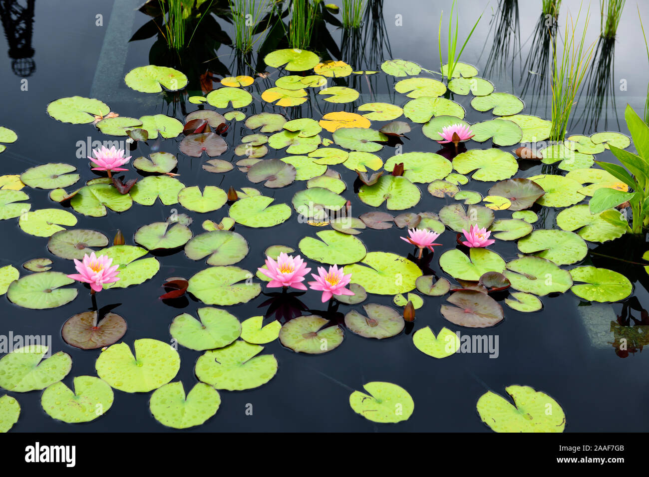 Acqua di rosa fiori di giglio e luminose lily pad sul buio che riflette la piscina a Hendrie Park Royal Botanical Gardens Burlington Ontario Canada Foto Stock