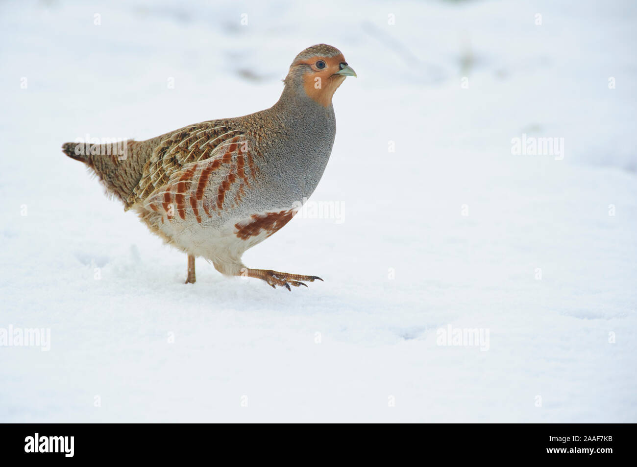 Rebhuhn im inverno Foto Stock