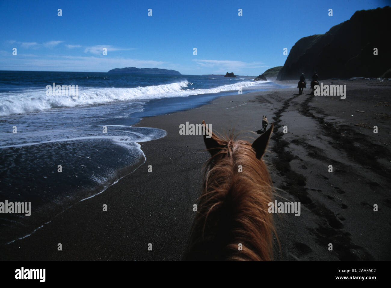 Kodiak, noi, il cavallo (Equus caballus ferus) è uno dei due sottospecie di Equus ferus. Si tratta di un odd-toed ungulato mammifero appartenenti al taxono Foto Stock