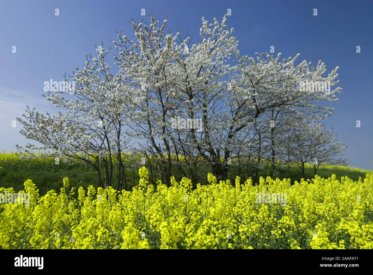 Bl'hender Baum am Rapsfeld, Wegrand, Par, Baum, Fr'hling, Fruehjahr Foto Stock