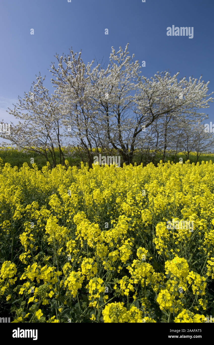 Bl'hender Baum am Rapsfeld, Davina, Wegrand, Par, Baum, Fr'hling, Fruehjahr, blauer Himmel, Weg, Richtung Foto Stock