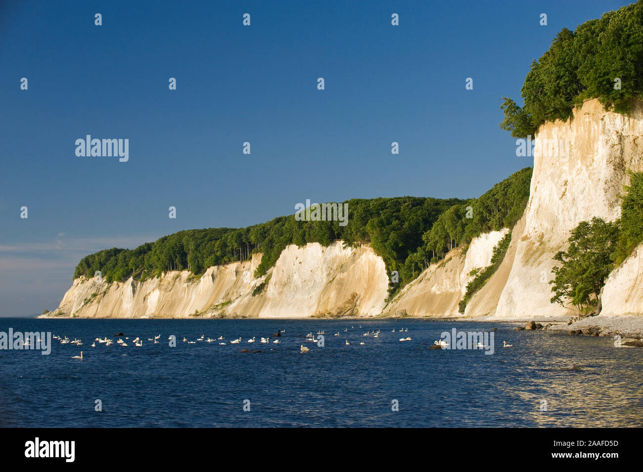 Kreidefelsen auf Ruegen, Mecklenburg-Vorpommern Foto Stock